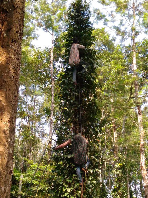 Jungle Jive Tree House Munnar Bed and Breakfast Exteriör bild